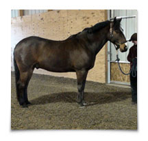 Heart Equine - Post-Adjustment Posture